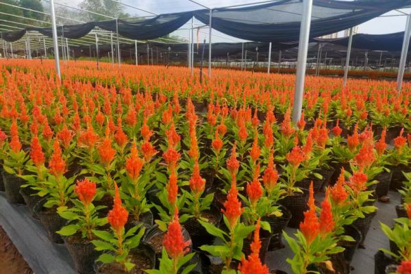 城投花木公司龍窩溝苗圃竣工投產 助力苗木產業升級